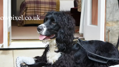 Hotels That Allow Dogs