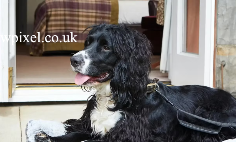 Hotels That Allow Dogs