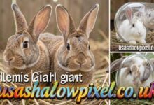 flemish giant rabbit