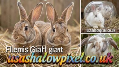 flemish giant rabbit