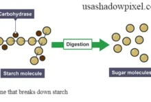 enzyme that breaks down starch