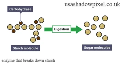 enzyme that breaks down starch