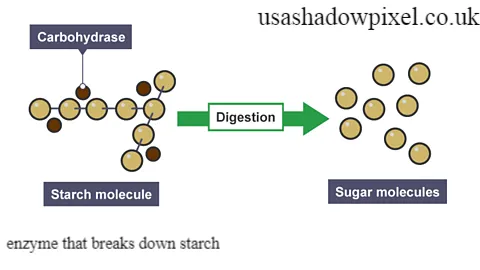 enzyme that breaks down starch